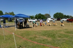 Best Adult dog class